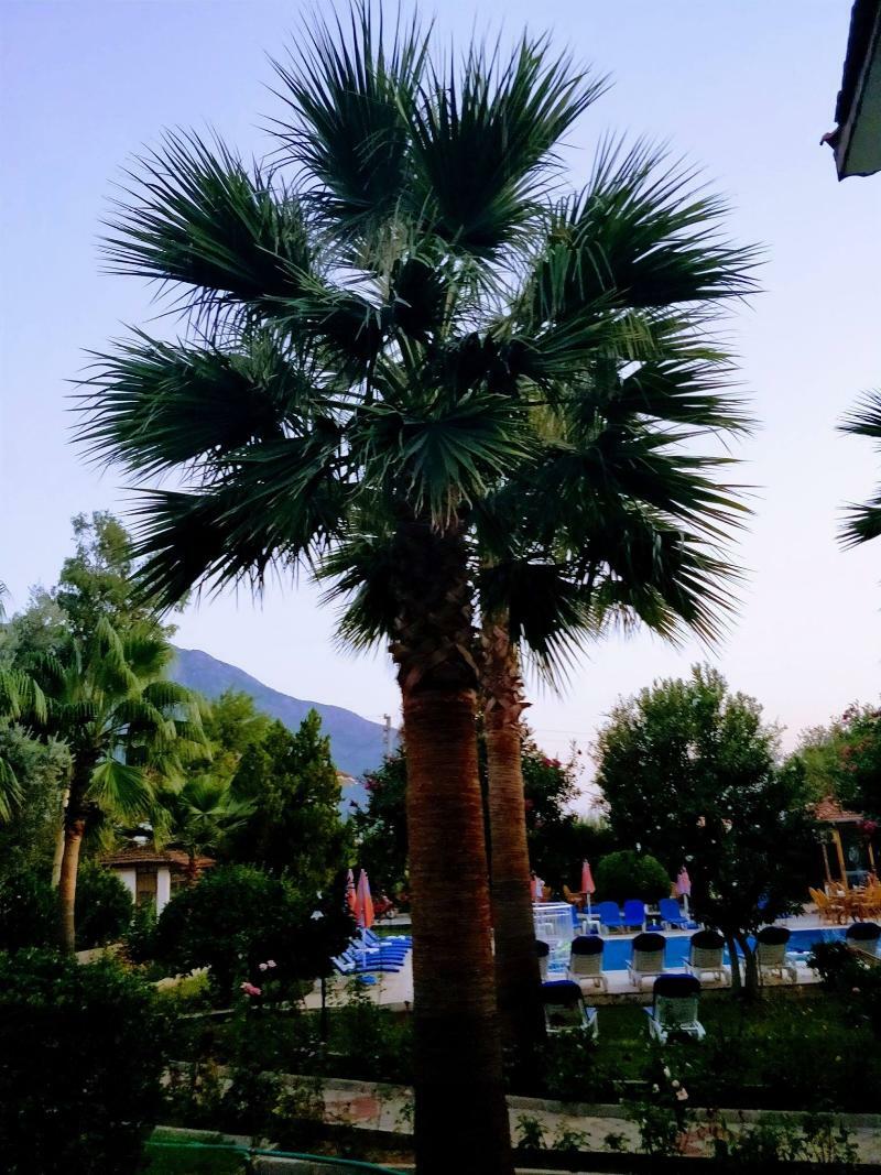 Gorkem Hotel & Apartments Ölüdeniz Extérieur photo